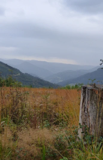 Ausblick vom Westweg ins Renchtal