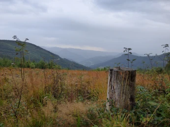 Ausblick vom Westweg ins Renchtal