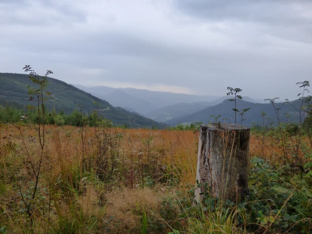 Ausblick vom Westweg ins Renchtal