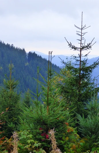 Blick zum Buchkopfturm