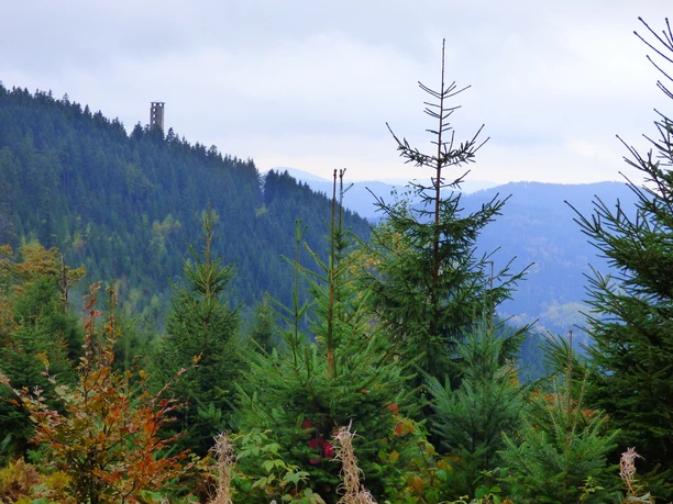 Blick zum Buchkopfturm
