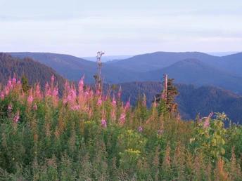 Ausblick vom Westweg