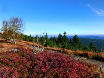 Auf der Hornisgrinde
