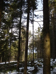 WaldWegGedanken