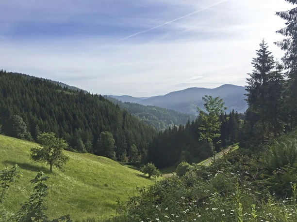 Aussicht ins Wolftal