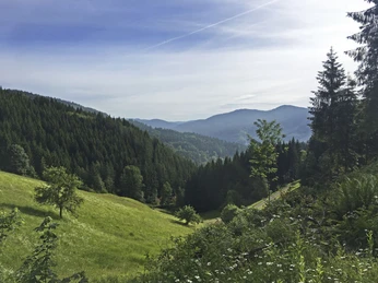 Aussicht ins Wolftal