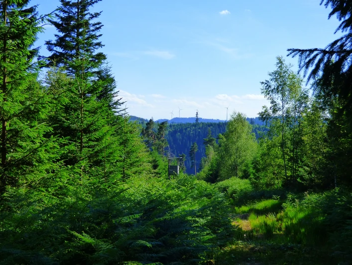 Ausblick am Wegweiser "Bei der Hahnenhütte"