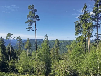 Aussicht auf Windräder im Wolftal