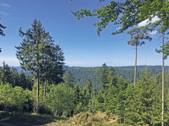 Aussicht auf Windräder im Wolftal