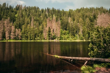 Wildsee im Nationalpark Schwarzwald