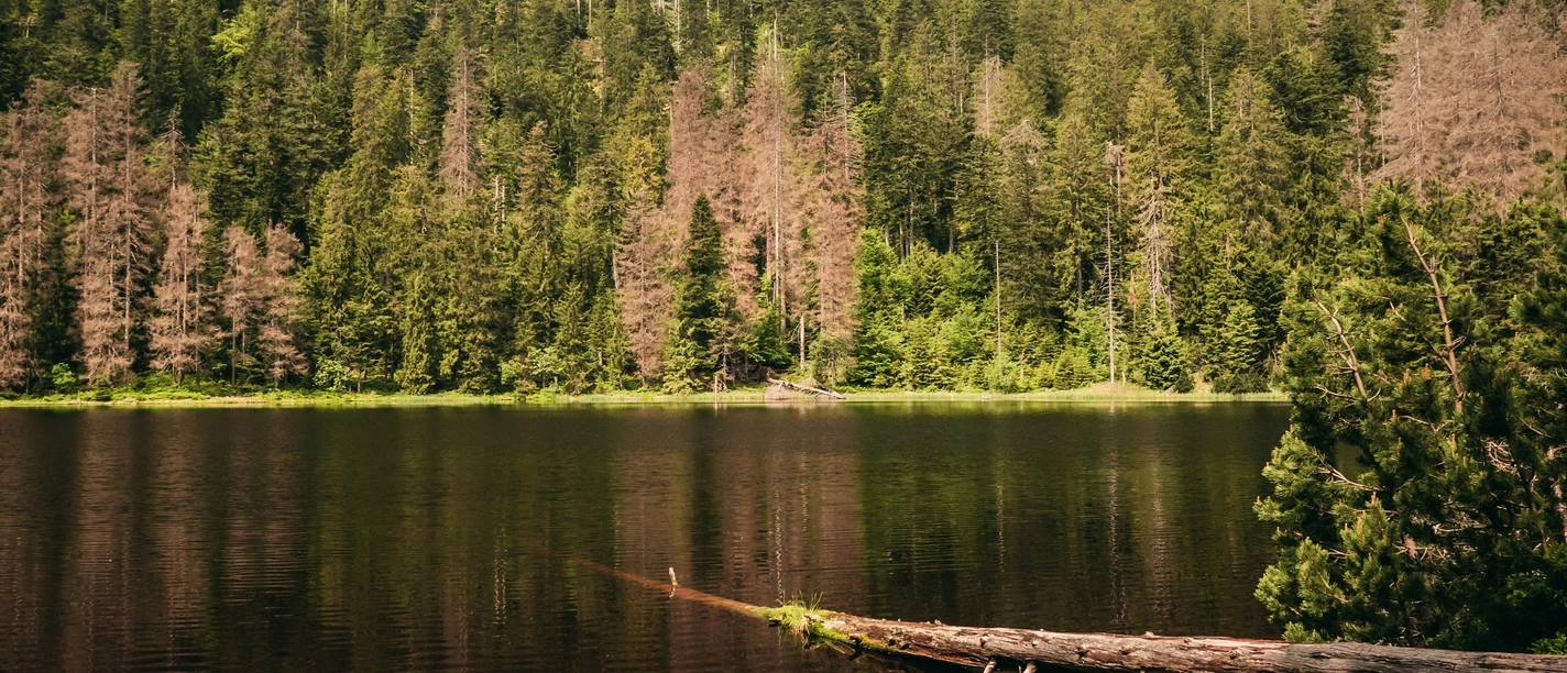 Wildsee im Nationalpark Schwarzwald