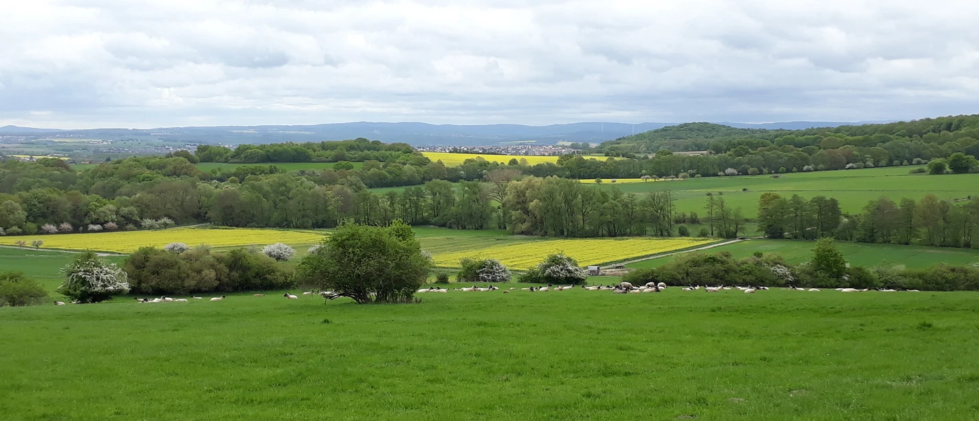 Blick vom Bühl nach Osten
