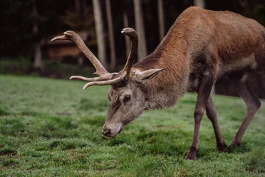 Hirsch im Wildgehege