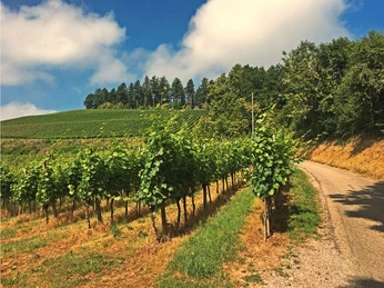 Weg zur Kapelle St. Wendelin