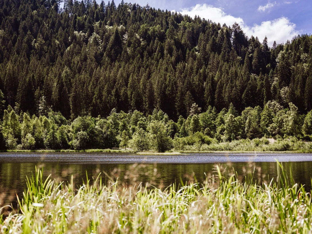 Sankenbachsee in Baiersbronn