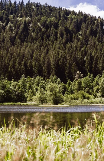 Sankenbachsee in Baiersbronn