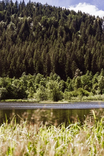 Sankenbachsee in Baiersbronn