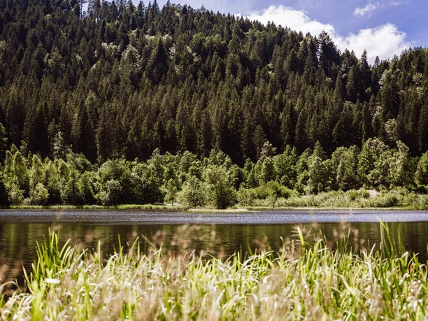 Sankenbachsee in Baiersbronn