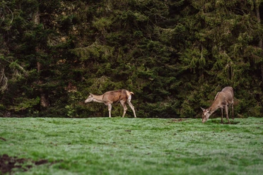 Tiere im Wildegehege in Baiersbronn