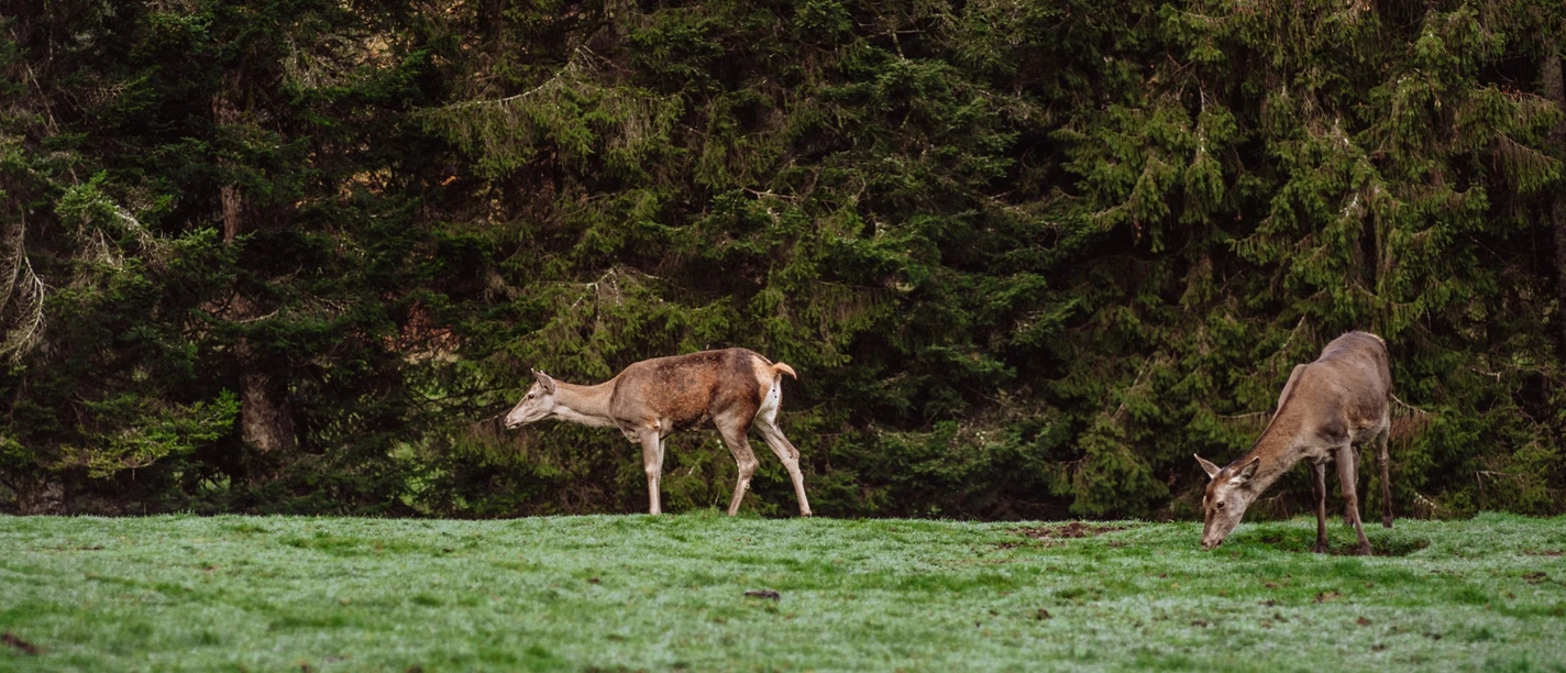 Tiere im Wildegehege in Baiersbronn
