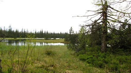 Der große Hohlohsee im Hochmoor Kaltenbronn