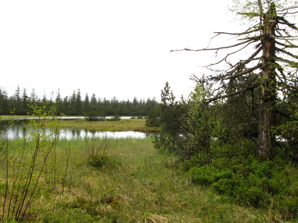 Der große Hohlohsee im Hochmoor Kaltenbronn