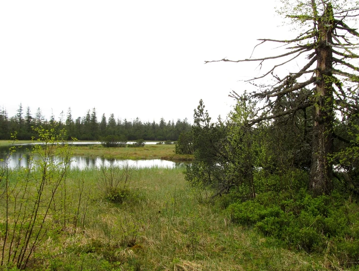 Der große Hohlohsee im Hochmoor Kaltenbronn