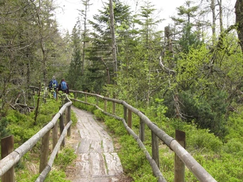 Holzbohlenweg im Hohlohmoor