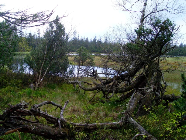 Totholz vorm Hohlohsee