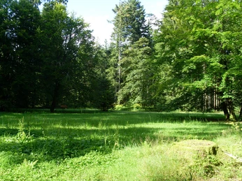 Die idyllische Waldliegewiese bei Freudenstadt