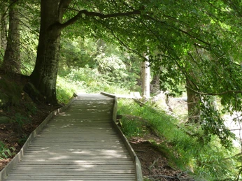 Barrierefreier Bohlenweg rund um den Mummelsee unter teils alten Bäumen hindurch
