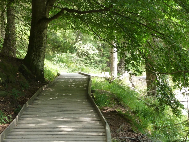 Barrierefreier Bohlenweg rund um den Mummelsee unter teils alten Bäumen hindurch