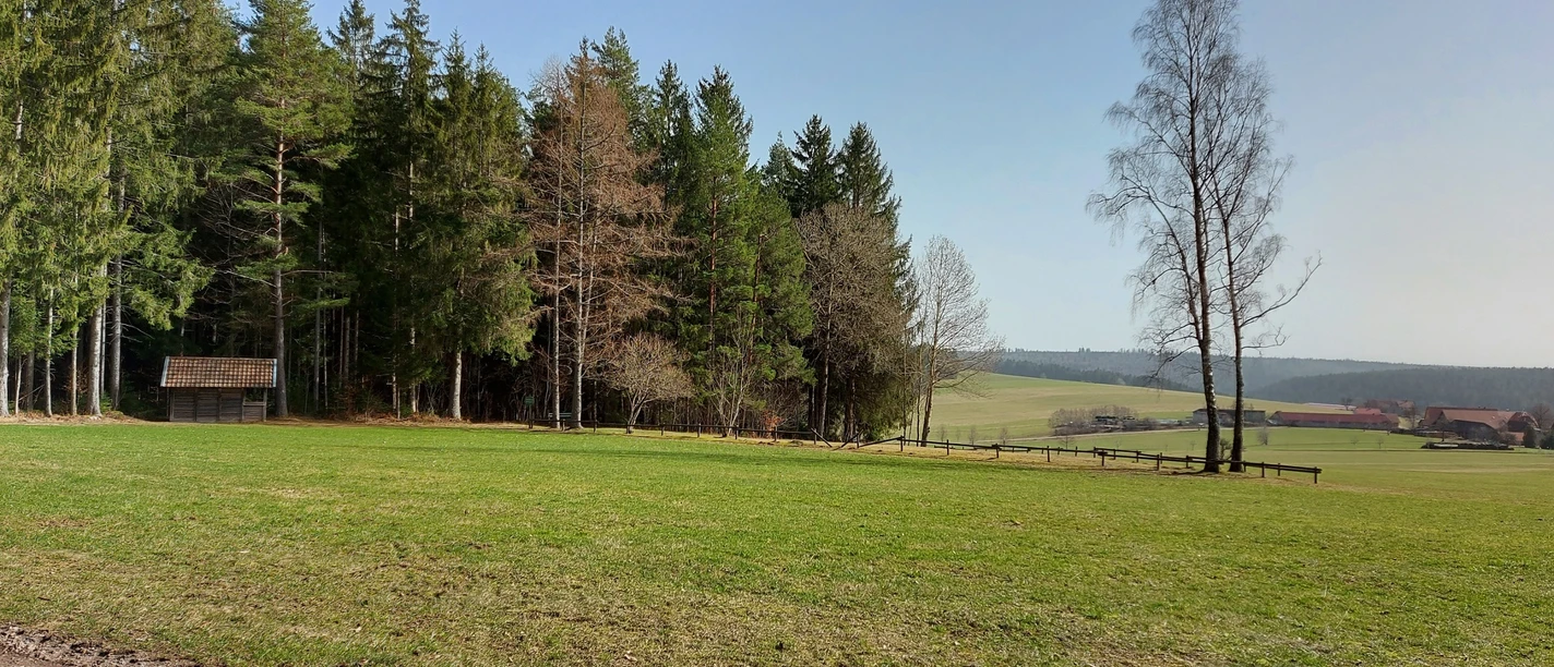 Liegewiese am Waldrand von Igelsberg