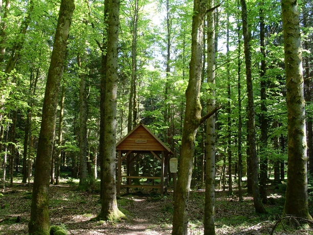 Der Gallenbrunnen, mitten im Wald