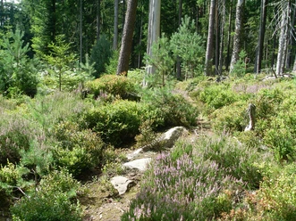 Schmaler Pfad