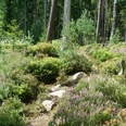 Schmaler Pfad