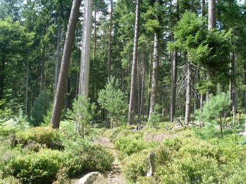 Die Sturmwurffläche im Baldenhofer Graben