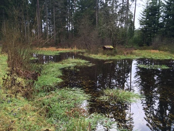 Der Möhrlesee bei der Blumenwiese in FDS-Musbach