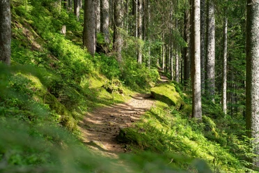 Idyllischer Pfad durch den Wald nach Tonbach