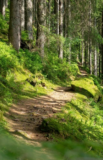 Idyllischer Pfad durch den Wald nach Tonbach