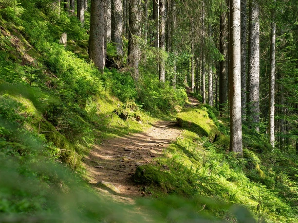Idyllischer Pfad durch den Wald nach Tonbach