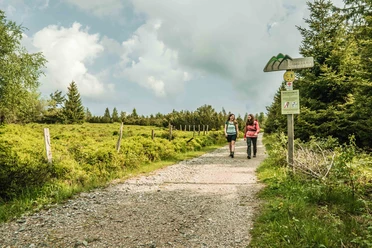 Grindenflächen im Bannwald Gebiet am Ruhestein