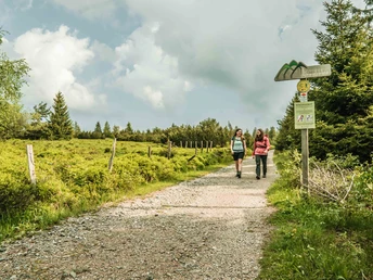 Grindenflächen im Bannwald Gebiet am Ruhestein
