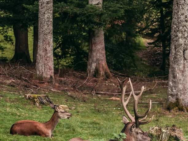 Wildgehege Sankenbach