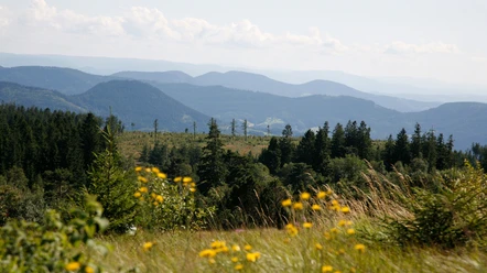 Blick vom Schliffkopfgipfel