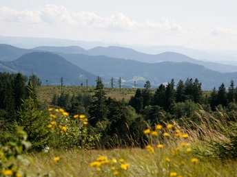Blick vom Schliffkopfgipfel
