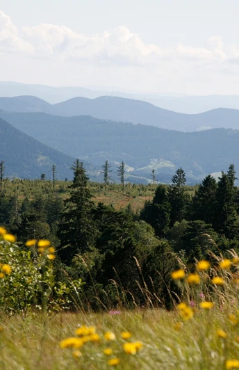 Blick vom Schliffkopfgipfel