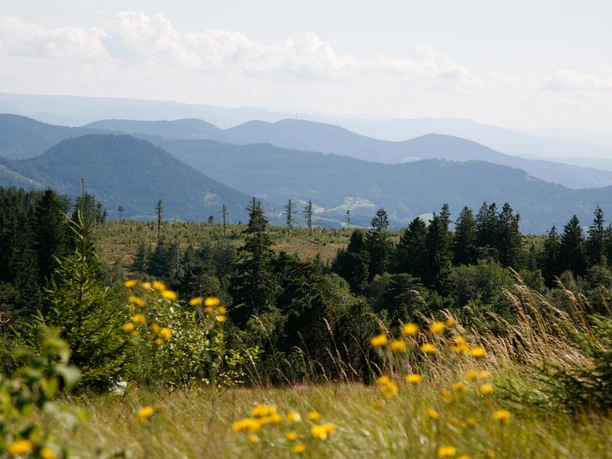 Blick vom Schliffkopfgipfel
