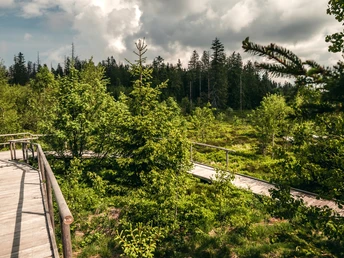 Lotharpfad an der Schwarzwaldhochstraße