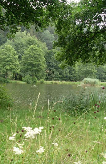 Fischweiher Friedrichstal